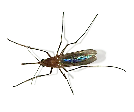 Moustique commun