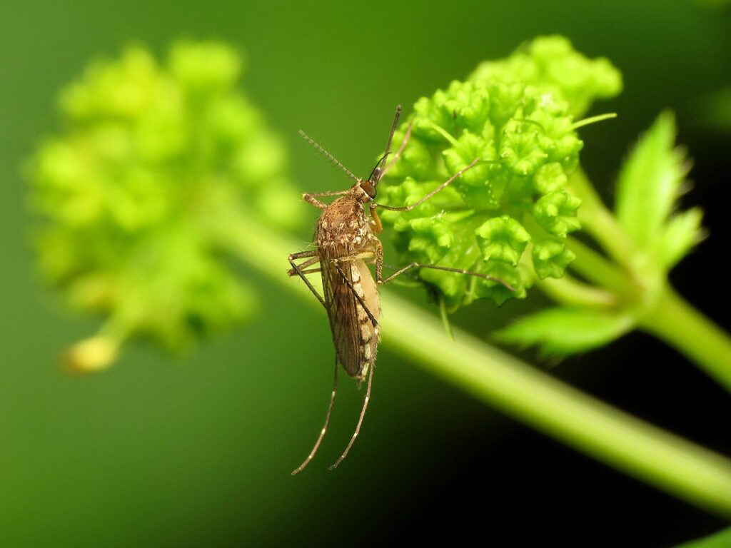 Moustique des marais
