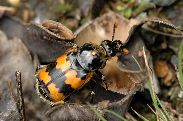 Nécrophore fossoyeur