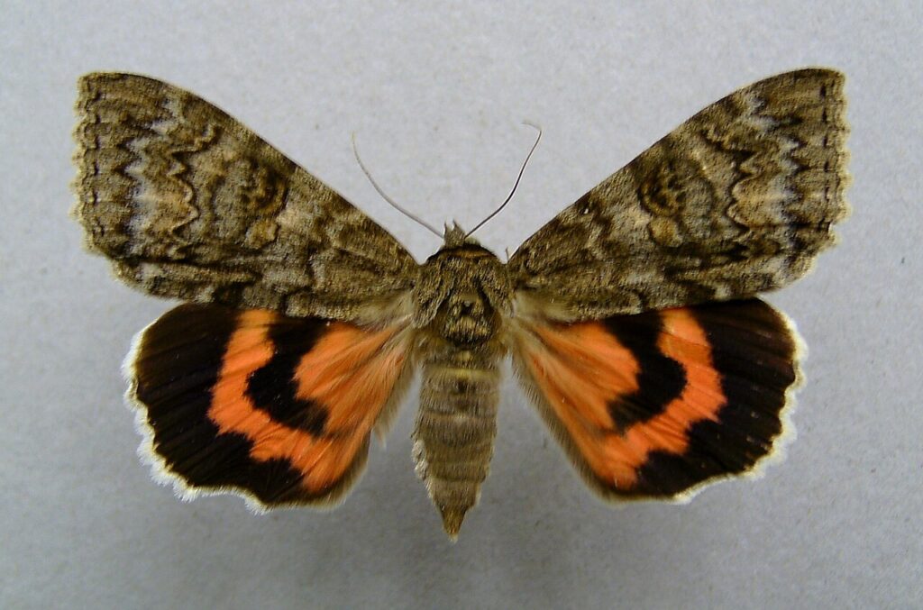 Noctuelle fiancée - Catocala nupta