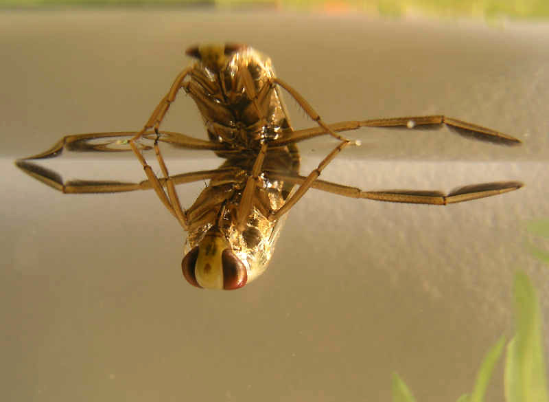 Notonecte glauque