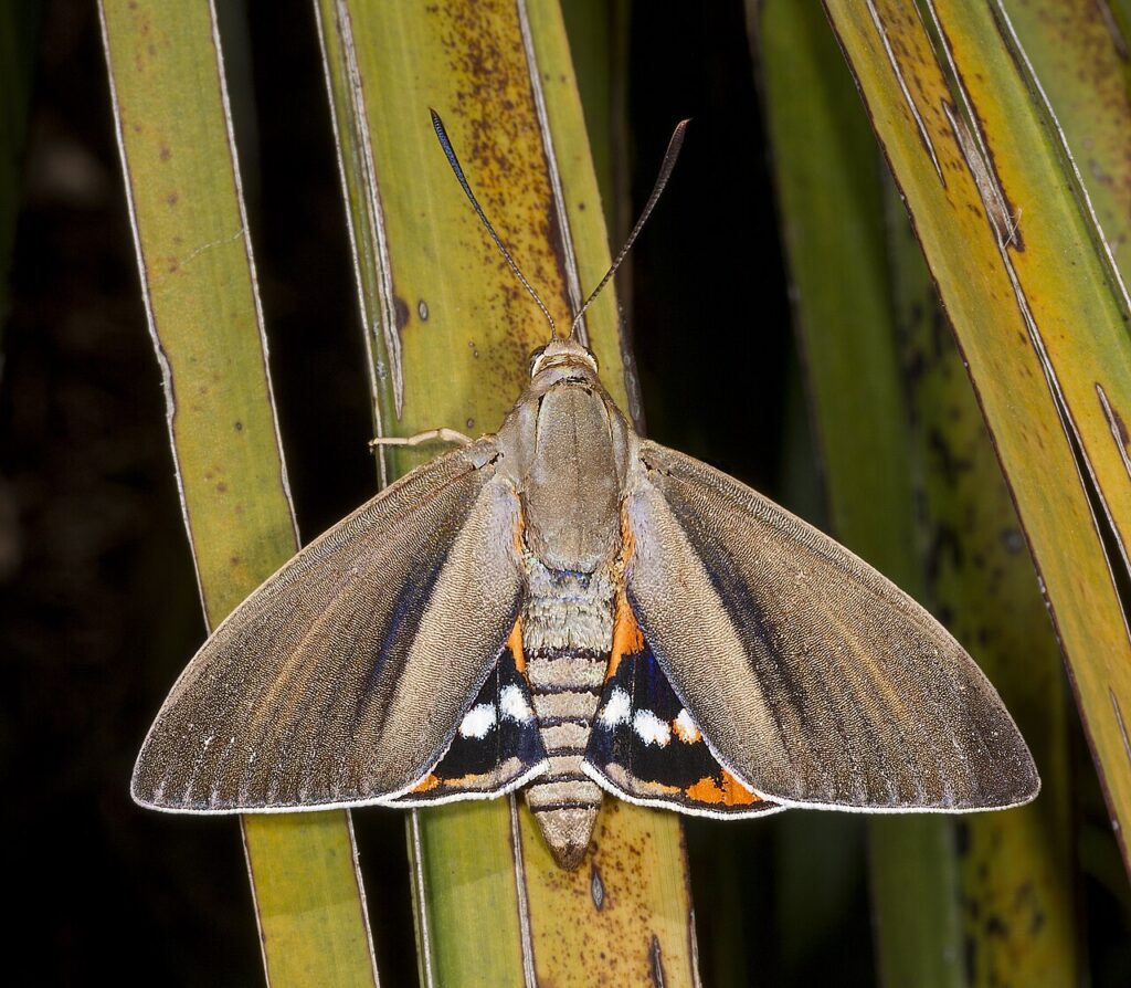 Papillon palmivore