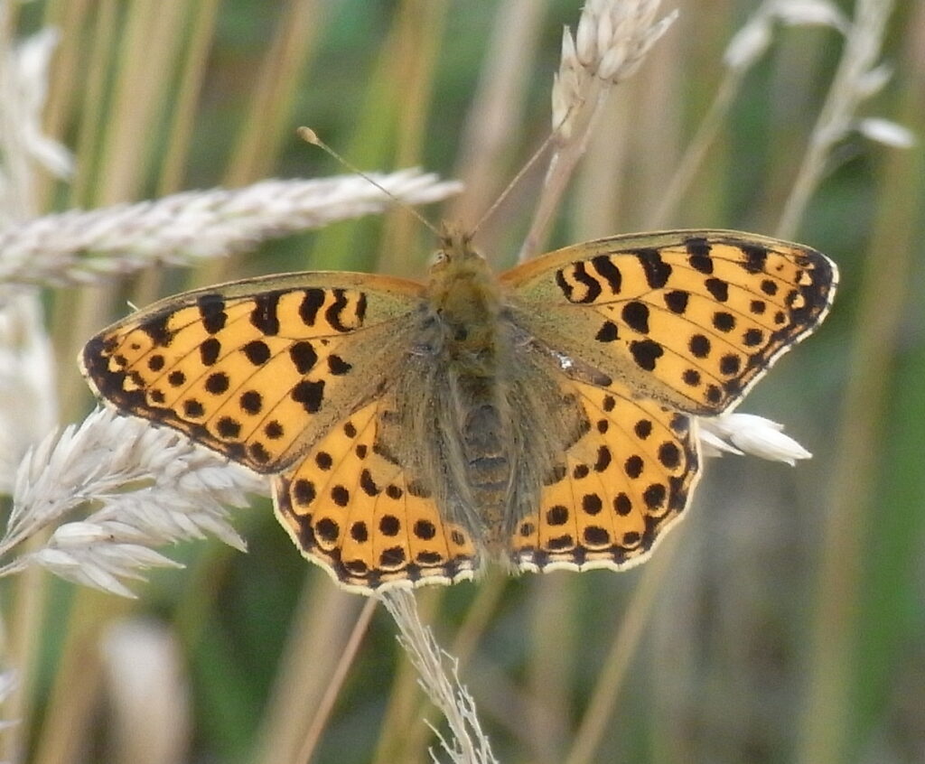 Petit nacré