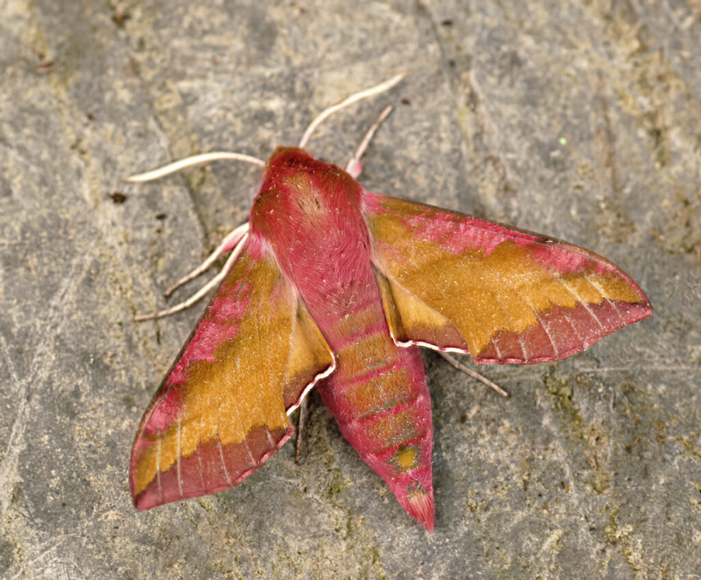 Petit sphinx de la vigne