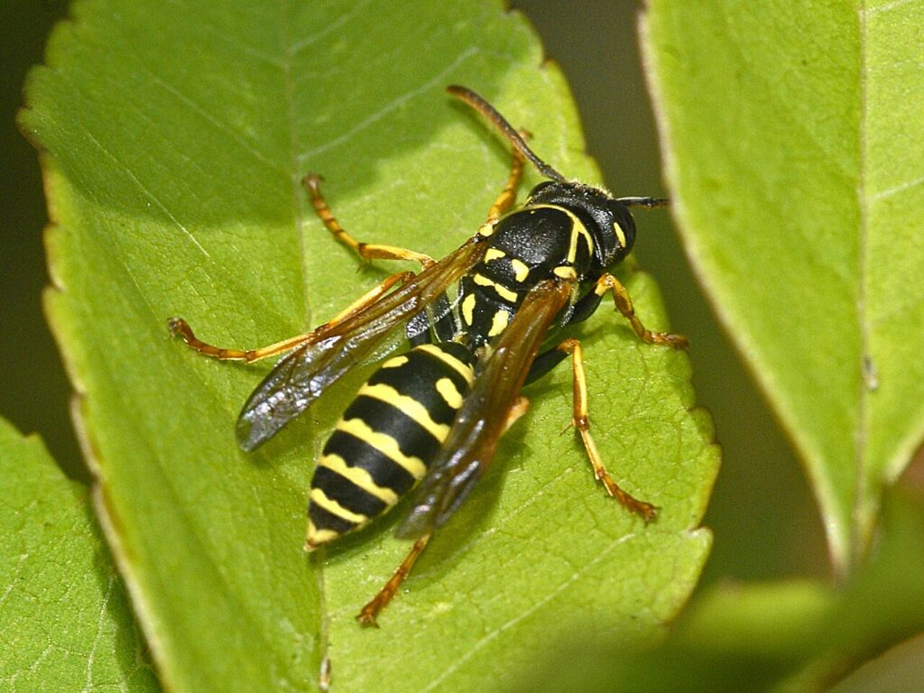 Poliste nimpha