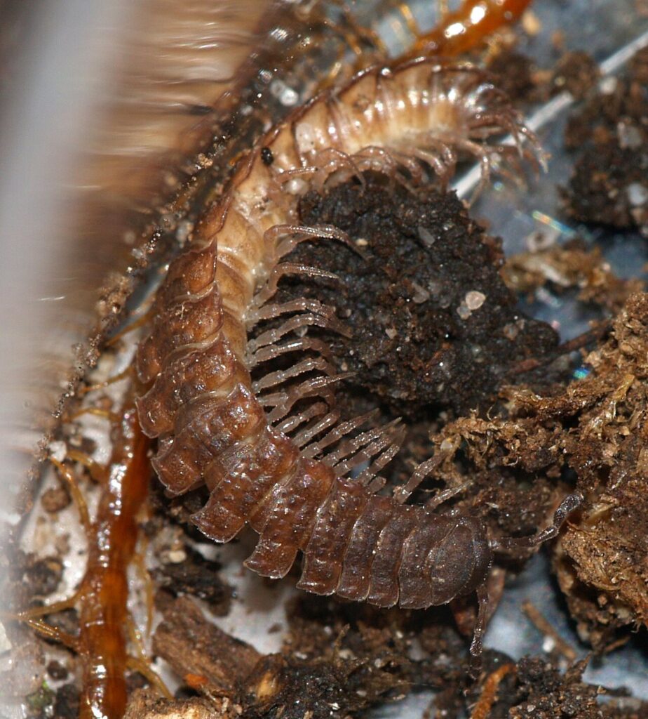 Polydesme aplati