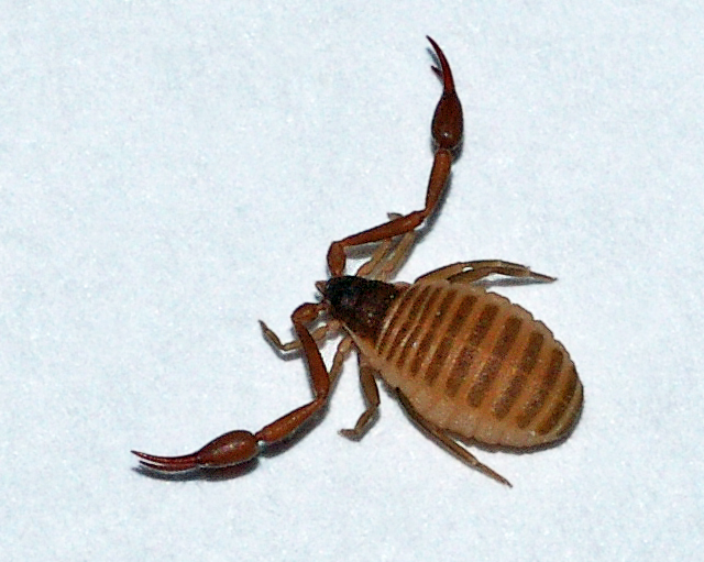 Pseudoscorpion des maisons