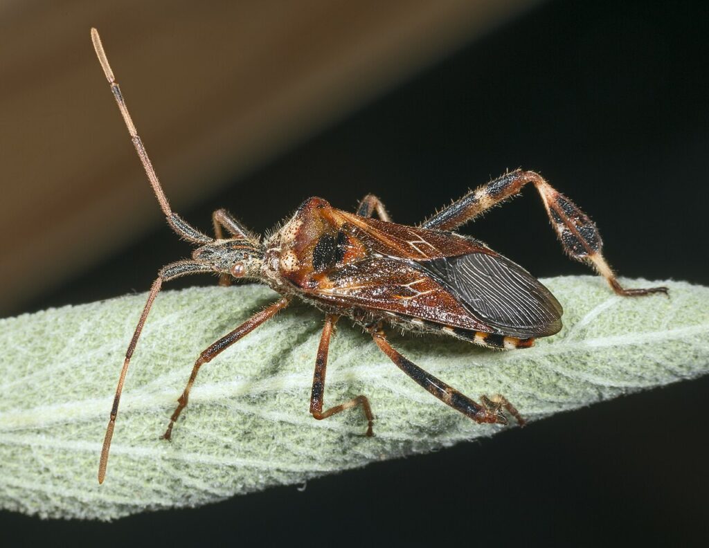 Punaise américaine du pin