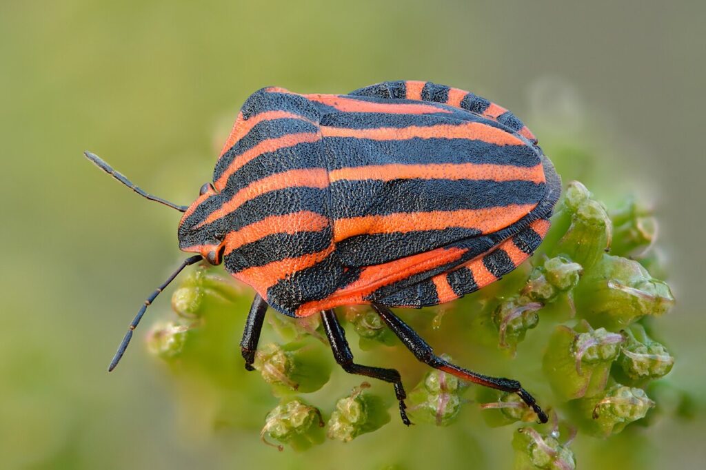 Punaise arlequin