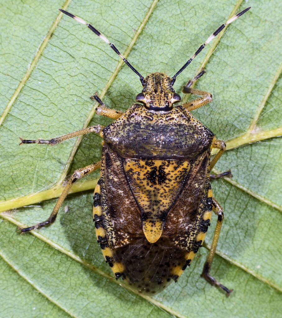 Punaise nébuleuse