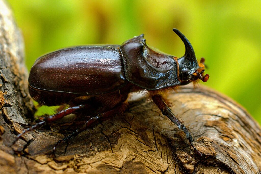 Scarabée rhinocéros européen