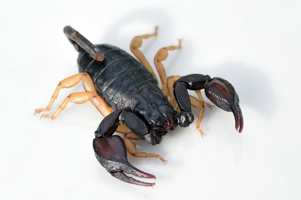 Scorpion à queue jaune