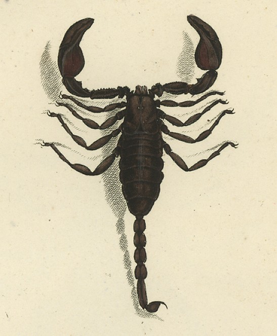 Scorpion italien