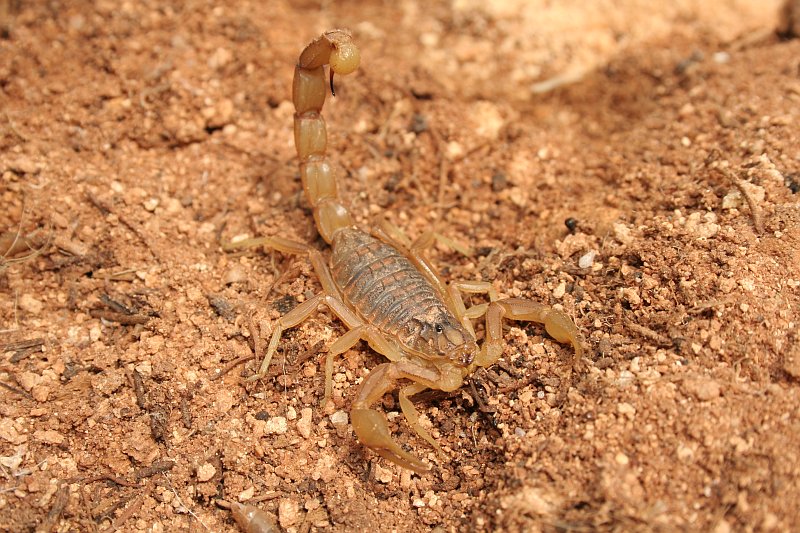 Scorpion languedocien