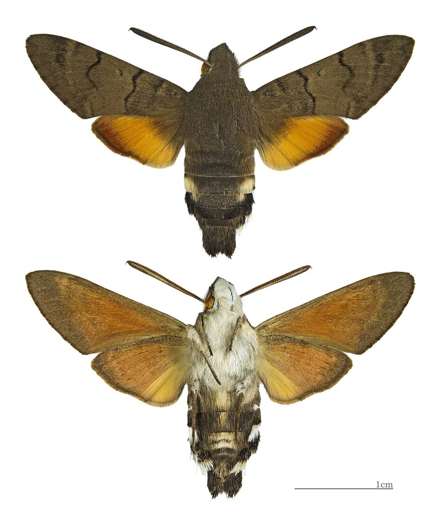 Sphinx colibri