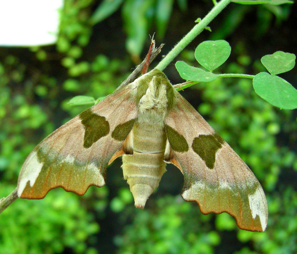Sphinx du tilleul
