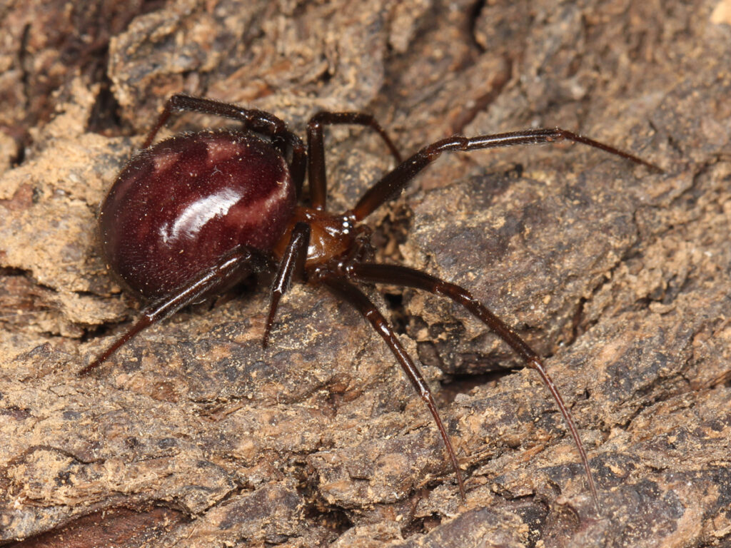 Steatoda grossa