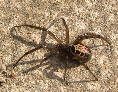Steatoda nobilis