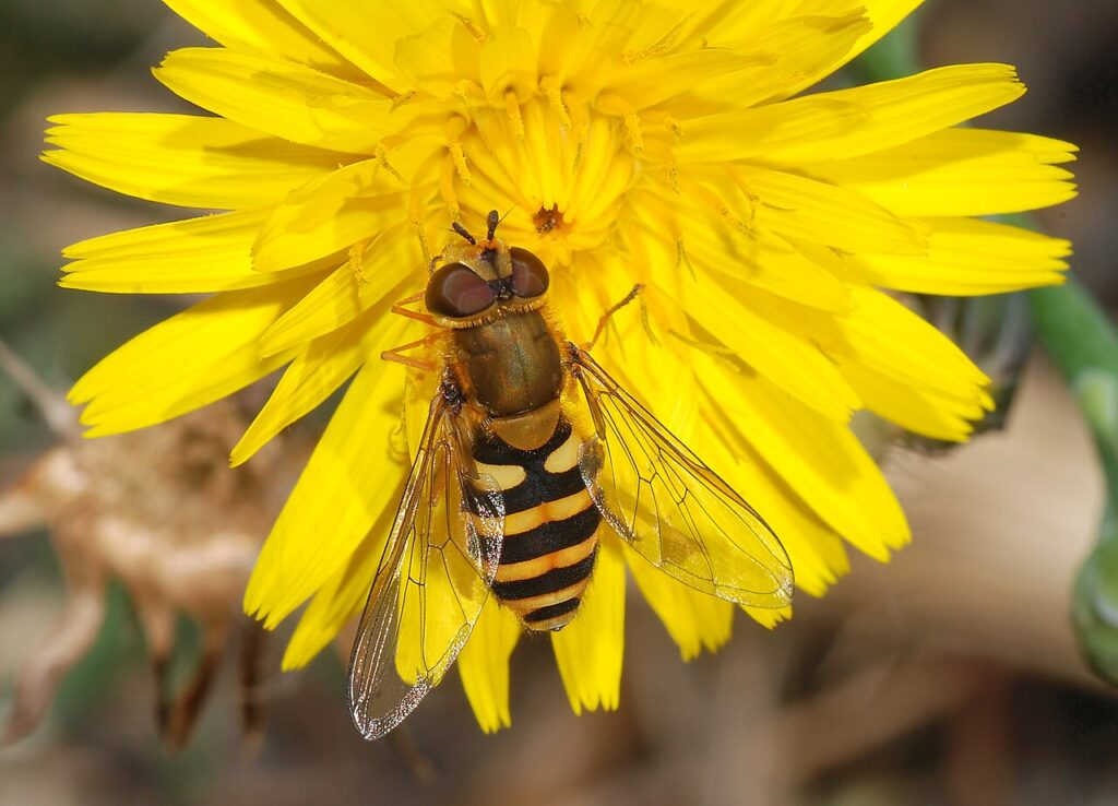 Syrphe du groseillier