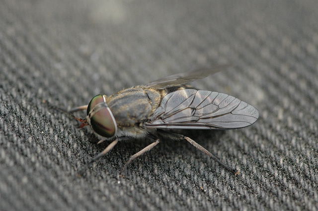 Taon des bœufs