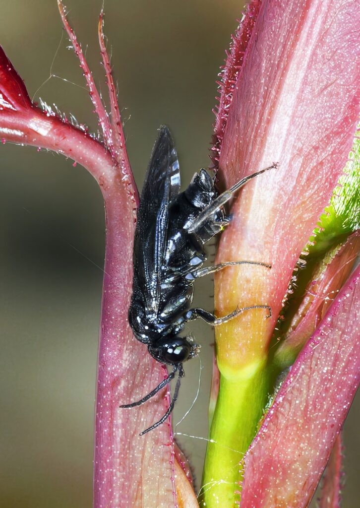 Tenthrède limace