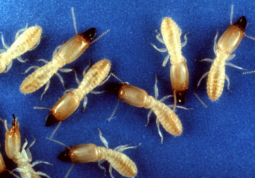 Termite de Saintonge