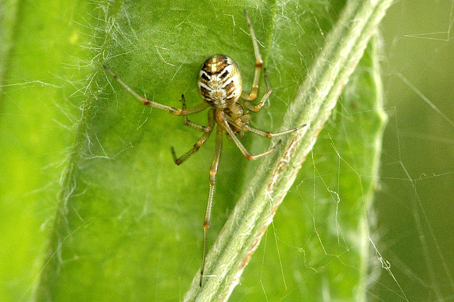 Theridion sisyphium
