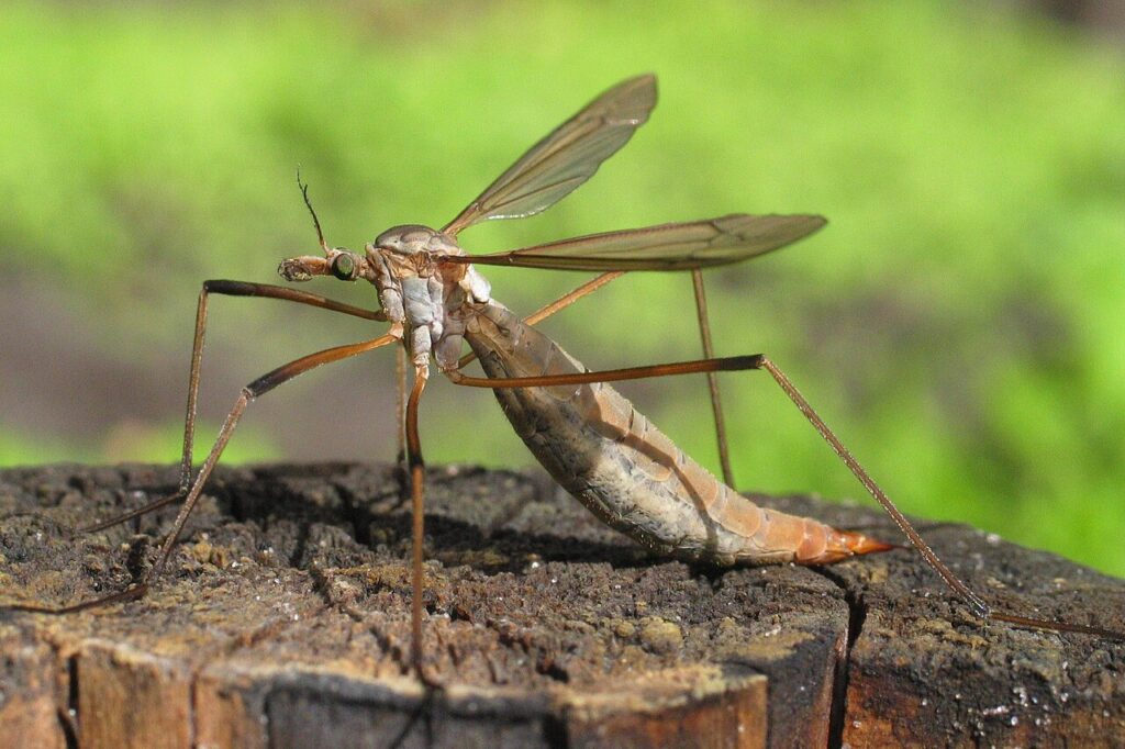 Tipule des prairies