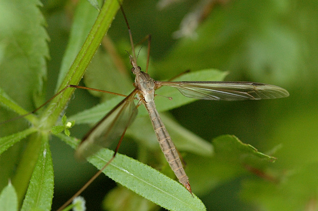 Tipule potagère