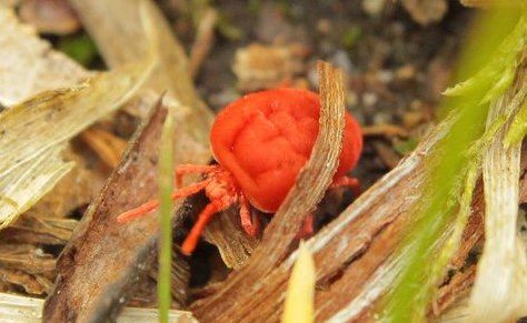 Trombidion soyeux