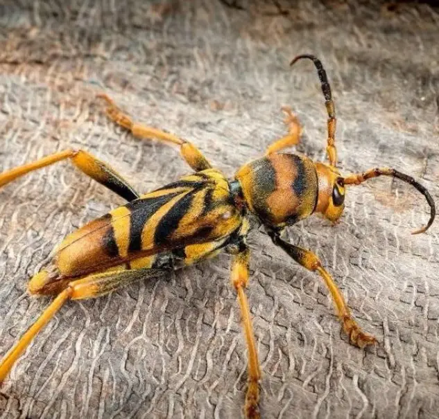 Longicorne tigre