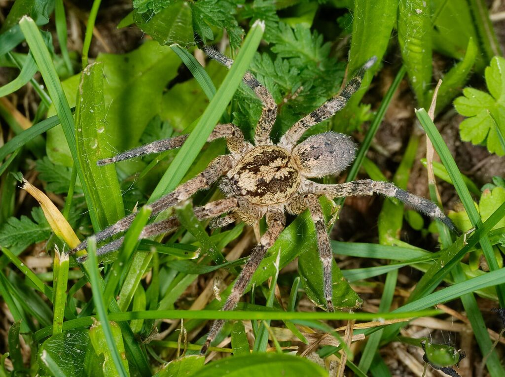 Zoropse à pattes épineuses